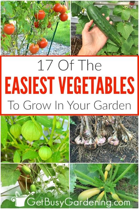 17 Easy Vegetables To Grow For Beginner Gardeners