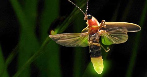 Fascinating Facts About Fireflies That You Probably Didnt Know