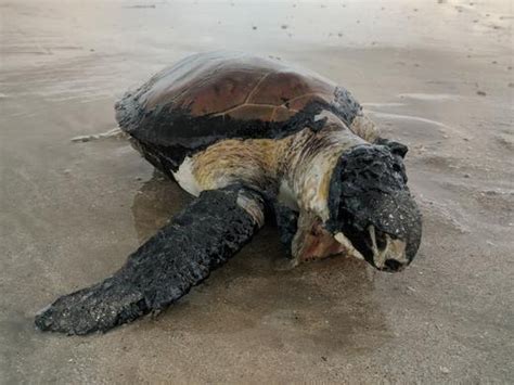Mais de 180 animais marinhos são encontrados mortos em 2019 no Litoral