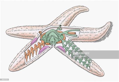 External Anatomy Of Starfish