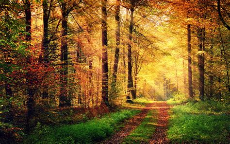Images Rays Of Light Autumn Nature Roads Forests Trees Seasons