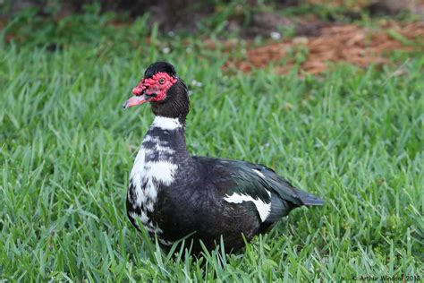 Muscovy Duck My Backyard Greenacres Fl Arthur Windsor Flickr