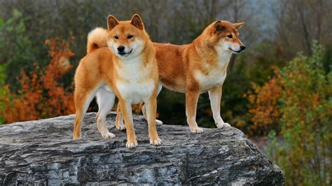 Japanese Dog Breeds A List Of Breeds With Photos And Short Descriptions
