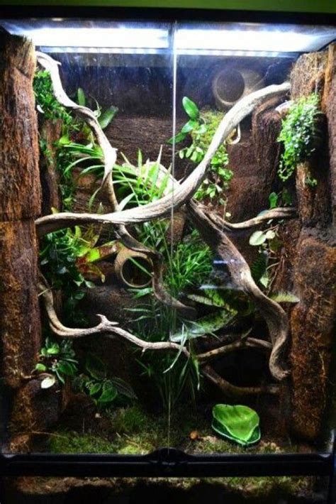 Vivarium For Crested Geckos It Could Use A Live Vine And Maybe One Or