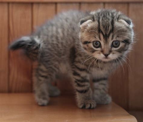 5 Things You Didnt Know About The Scottish Fold