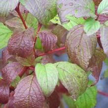 Neon burst is a compact selection of tatarian dogwood that features bright yellow to chartreuse foliage in the spring and summer, a showy display of fall color, and vibrant red stems in winter. Cornus alba 'Siberian Pearls'