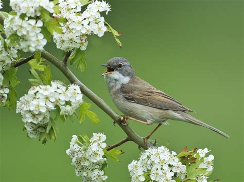 Gray Warbler Warbler Bird Branch Hawthorn Flowering