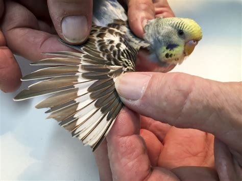 Can A Bird With Clipped Wings Ever Fly Again Clever Pet Owners