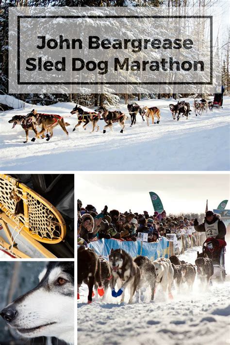 John Beargrease Sled Dog Marathon Mn North Shore Dog Sledding