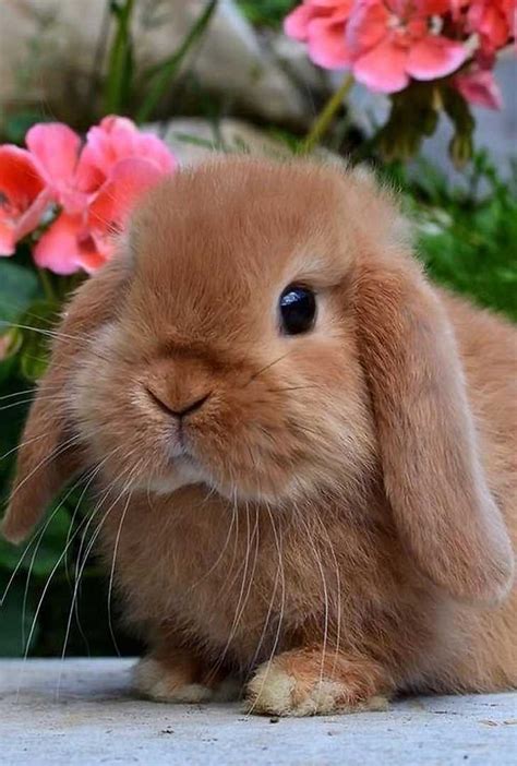 American Fuzzy Lop Rabbit Appearance Lifespan Temperament Care Sheet