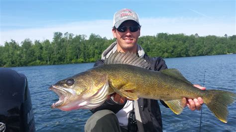 Big Walleye Caught On Lake X In Grand Rapids Mn On 7112014