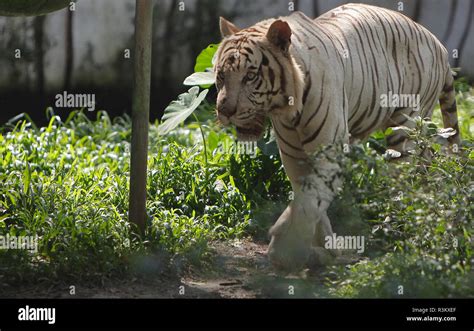 White Tiger Panthera Tigris From India Seen At Taman Safari