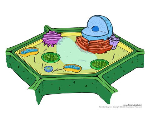 Plant Cell Diagram Unlabeled Tims Printables