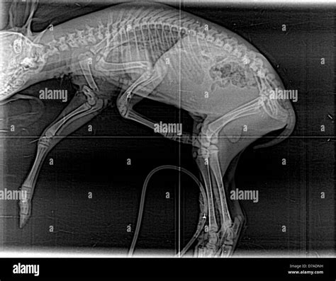 Muntjac Deer Muntiacus Reevesii Baby Fractured Humerus X Ray Stock