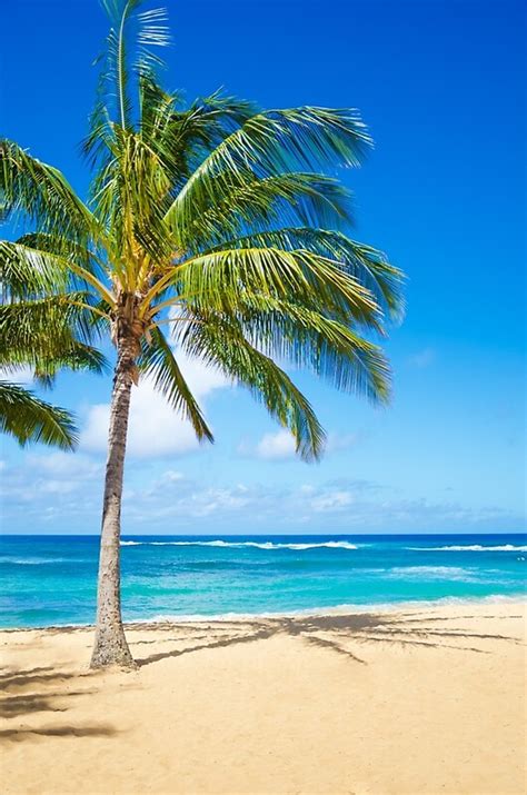 Palm Trees On The Sandy Beach In Hawaii Posters By Ellensmile Redbubble