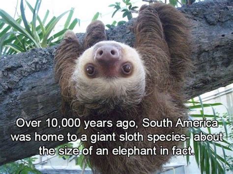 Fun Facts About Sloths Strange Beaver Fun Facts About Sloths Sloth