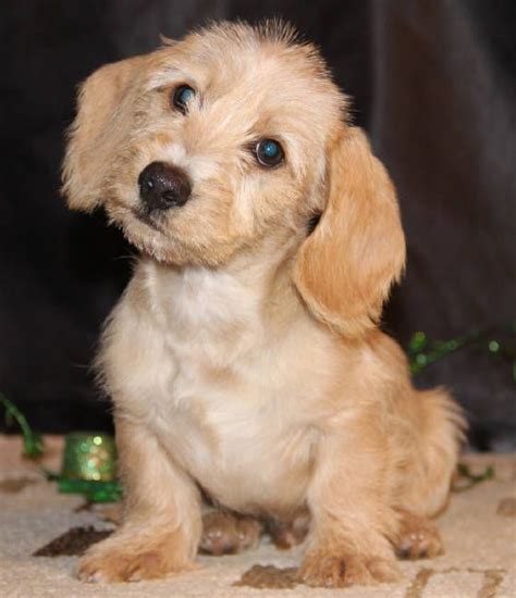 English Cream Miniature Dachshund Puppies Available In Al Az Ar Ca