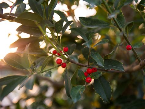 Check spelling or type a new query. Eagleston Holly - Dallas, Texas - Treeland Nursery