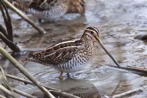 British Wading Birds Common Snipe The Oyster Catcher New Britain