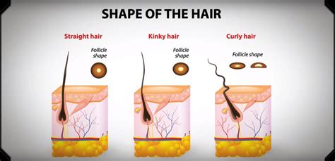 Heres The Reason Why Some People Have Straight Hair While Others Have
