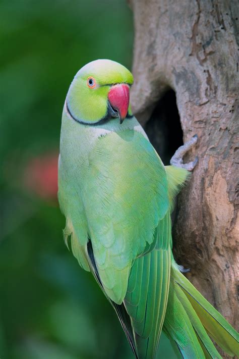 Green Parrot Pictures Download Free Images On Unsplash