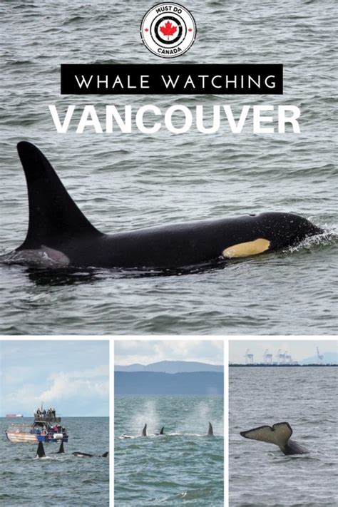 Best Whale Watching Vancouver Bc