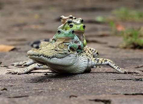 Fascinating Frog World Shot By Indonesian Photographer Tanto Yensen Vuing Com
