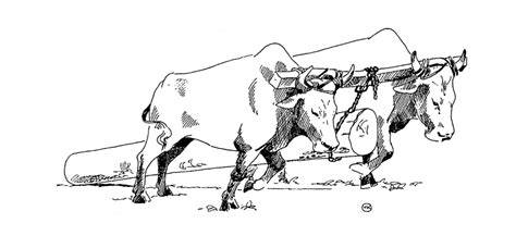 Yoke Oxen Clip Art Black And White Sketch Coloring Page