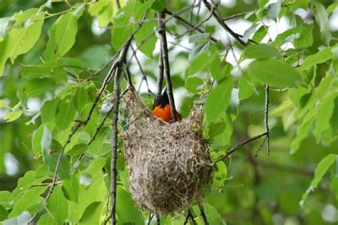 Oriole Bird Nest Picture