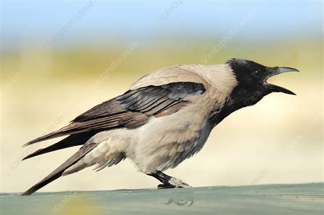 Hooded Crow Calling Stock Image C0023010 Science Photo Library