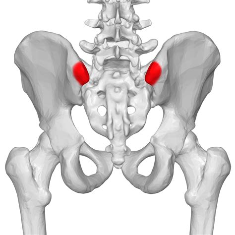 It runs down the centre of the body. Accurate Education - Low Back Pain: SacroIliac Joints