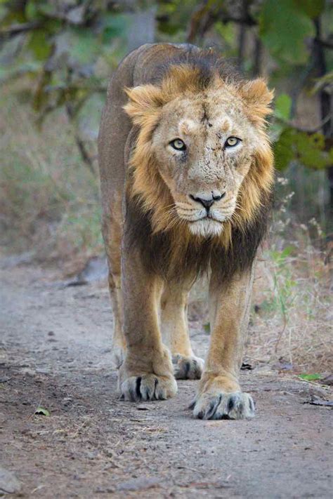 Asiatic Lion The Pride Of Gujarat Wildtrails The One Stop Destination For All Your