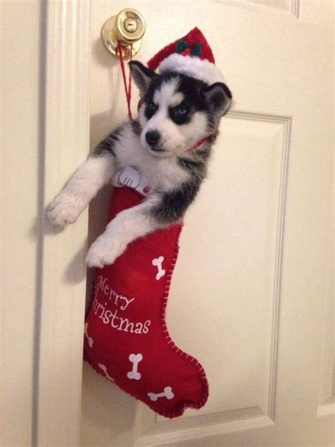 Adorable Huskies Dressed For Christmas Inside Dogs World