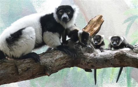 Three Black And White Ruffed Lemurs Sit With Their Mother In The Saint