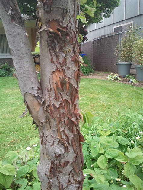 Diagnosis What Is Causing The Bark On My Crabapple To Crack And Peel