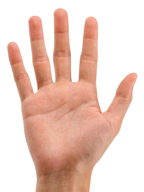 Collection Of Hands Png Pluspng