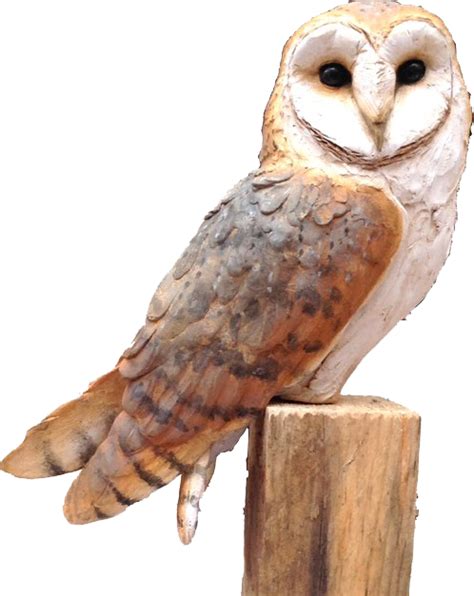Owl Png Image Gratuite Png All