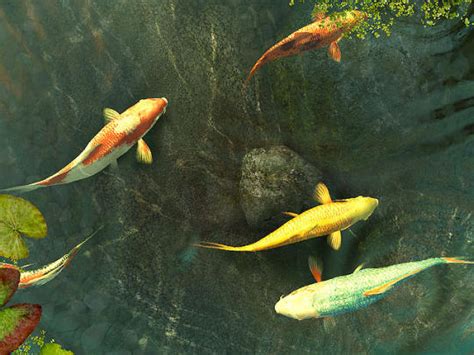 🔥 50 Koi Pond Live Wallpaper Desktop Wallpapersafari