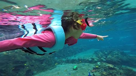 Snorkeling silfra, the fissure between the north american and eurasian continents, is an extreme adventure in iceland. snorkeling @ Adventure Cove Waterpark - YouTube