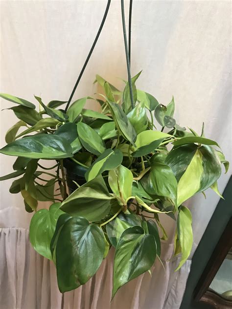 Stripe is a well known platform and does a lot of the things you would expect. This was labelled Silver Stripe Philo at Lowe's but I'm ...
