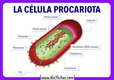 Anatomía Interna Y Partes De La Célula Procariota