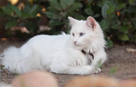 Beautiful Turkish Angora Cat Wallpapers And Images Wallpapers