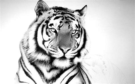 Cool White Tiger Background Wallpaper Animals