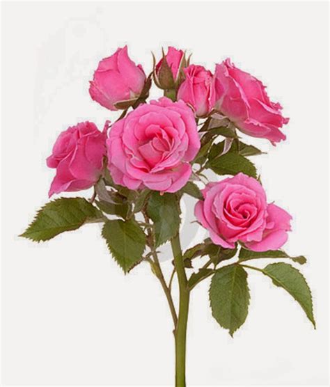 The mossrosor emerged as mutations of hundred leaf roses. Pink Rose 2014http://my143rose.blogspot.com/