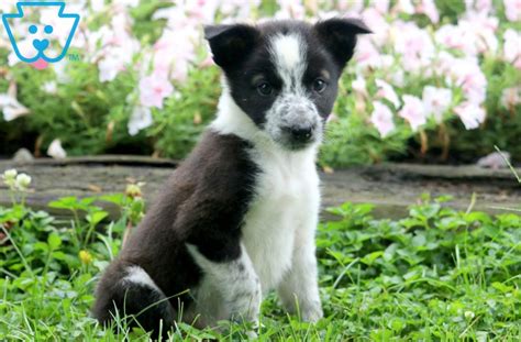 Dover Border Collie Mix Puppy For Sale Keystone Puppies