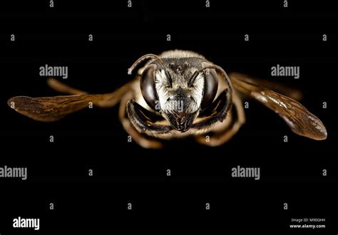 Leaf Cutter Bee Megachile Pruina F Charlotte County Fl Face Stock