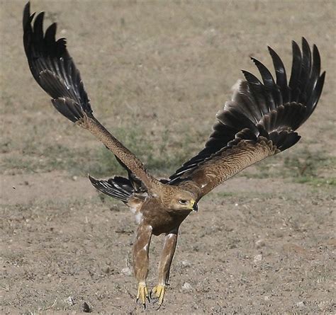 Хищное животное степной орел описание с фото и картинками птицы