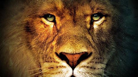 Lion Close Up Face Angry Wallpapers Wallpaper Cave
