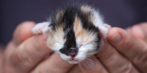 Caring for them properly will help ensure that they grow into. Bringing up a litter of kittens: health considerations ...