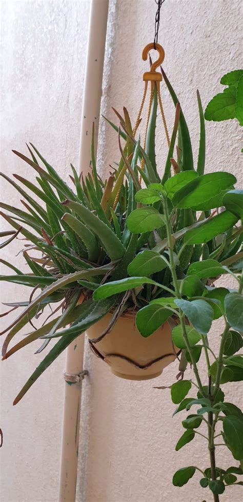 Ayurvedic Indoor Plants Qatar Living